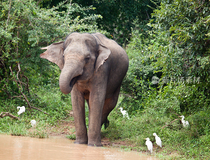 亚洲象(大象)喝水;Yala NP，斯里兰卡